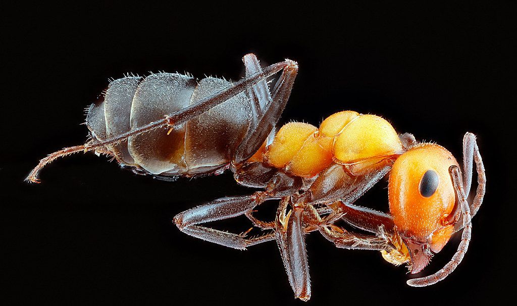 Ant Control service in Franklin, TN