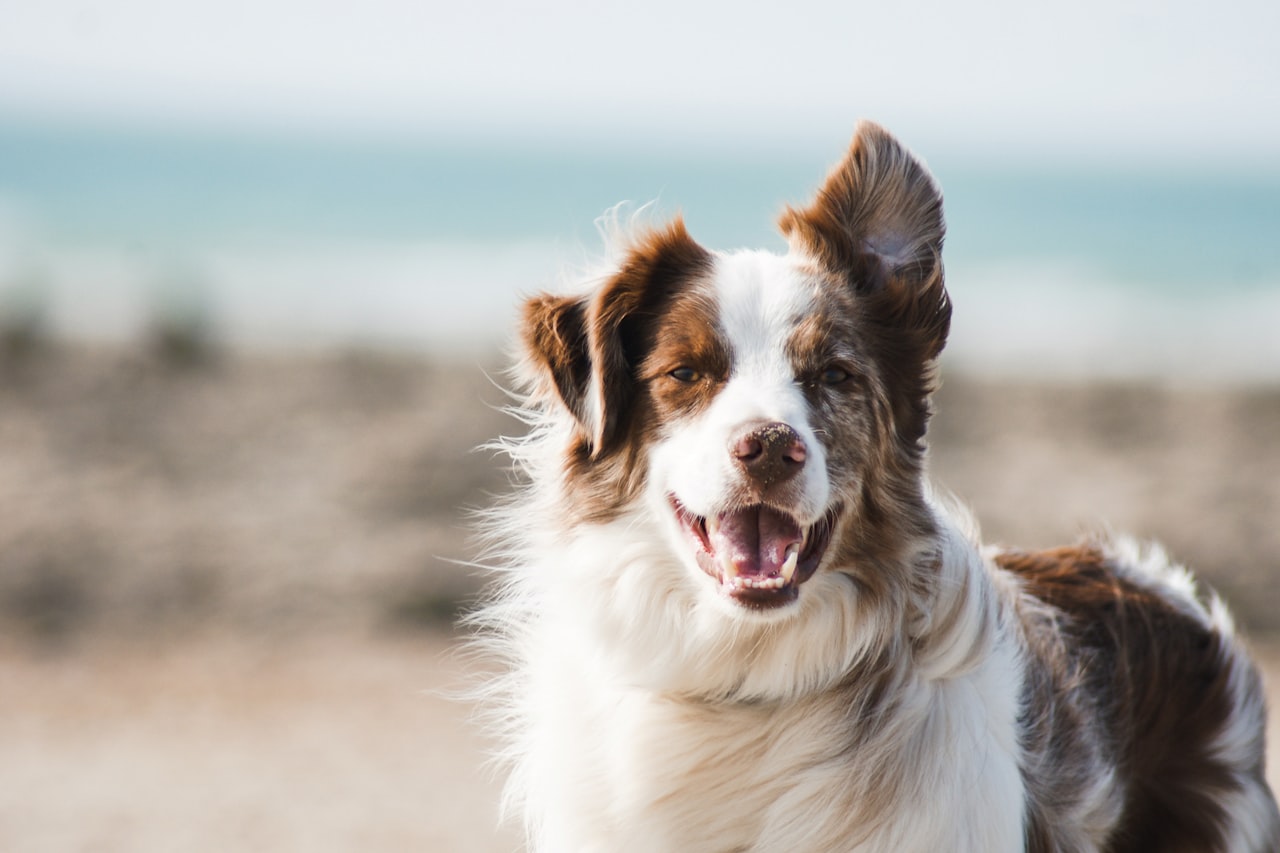 Flea & Tick Control service in Franklin, TN