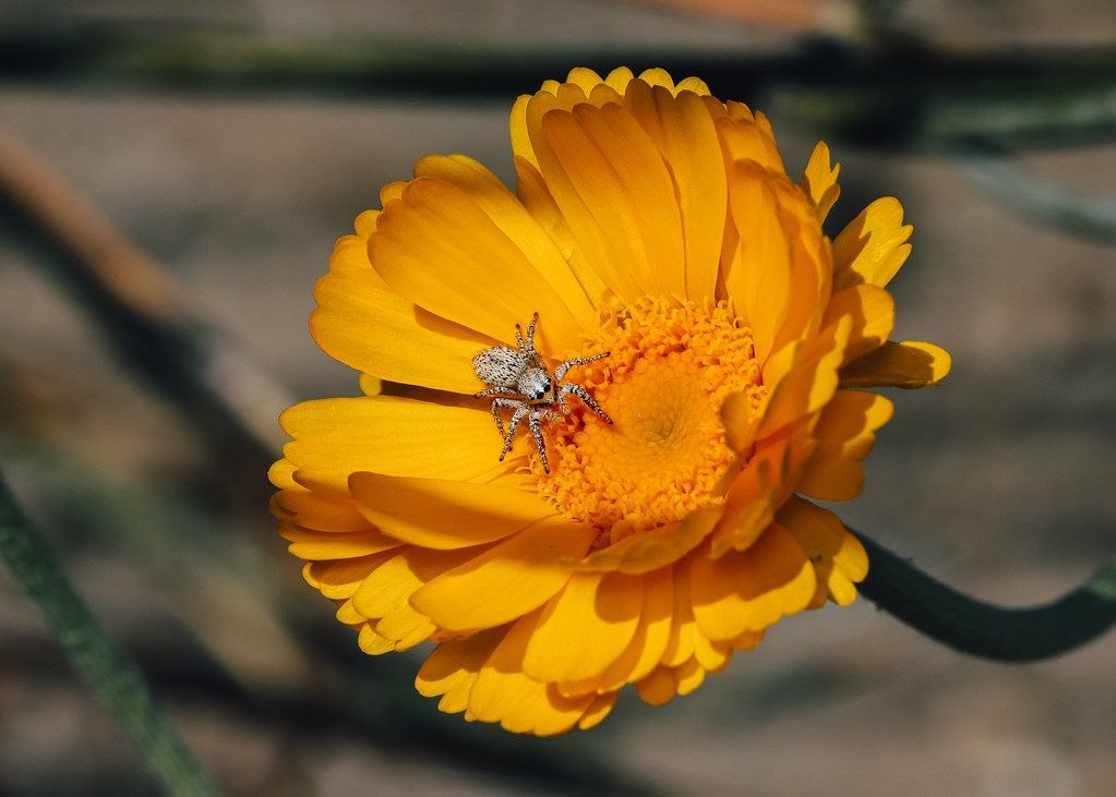 Spider Control service in Franklin, TN